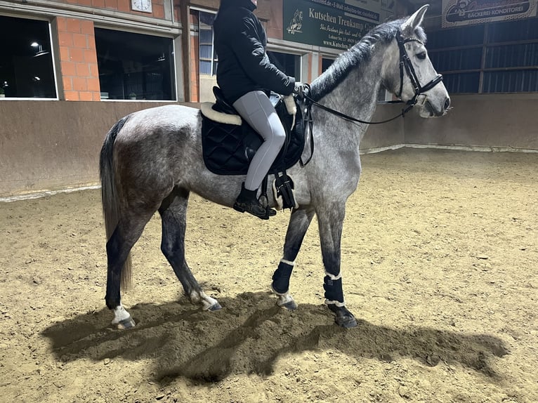 Oldenbourg Jument 5 Ans 163 cm Gris in Steinfeld (Oldenburg)