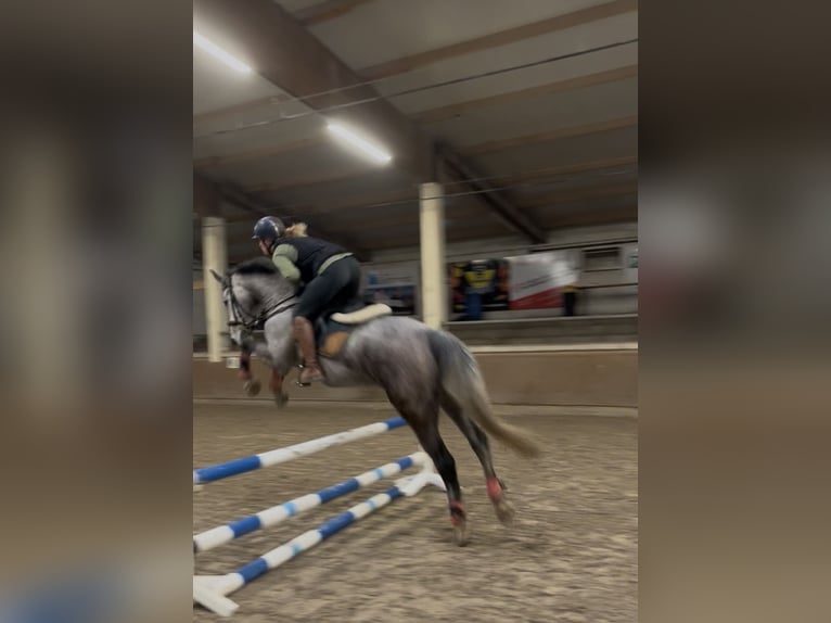 Oldenbourg Jument 5 Ans 163 cm Gris in Steinfeld (Oldenburg)