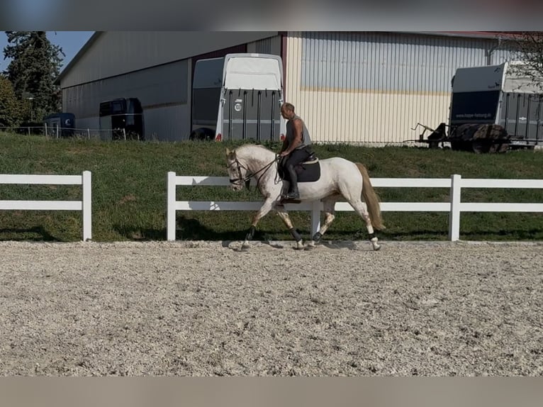 Oldenbourg Jument 5 Ans 163 cm Léopard in Berg