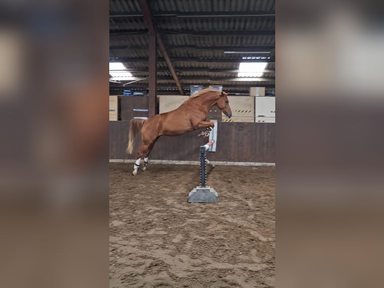 Oldenbourg Jument 5 Ans 164 cm Alezan brûlé in Jever