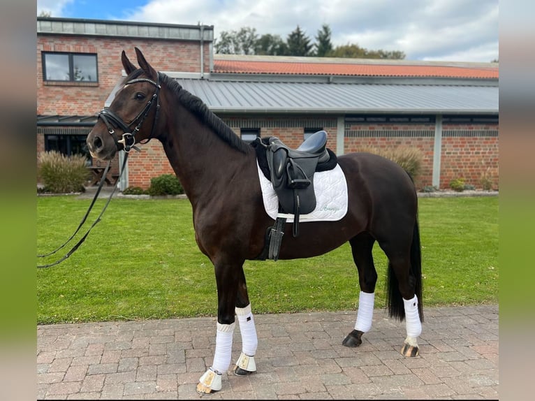 Oldenbourg Jument 5 Ans 164 cm Alezan brûlé in Appen