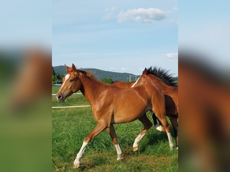 Oldenbourg Jument 5 Ans 164 cm Alezan in Mettmann