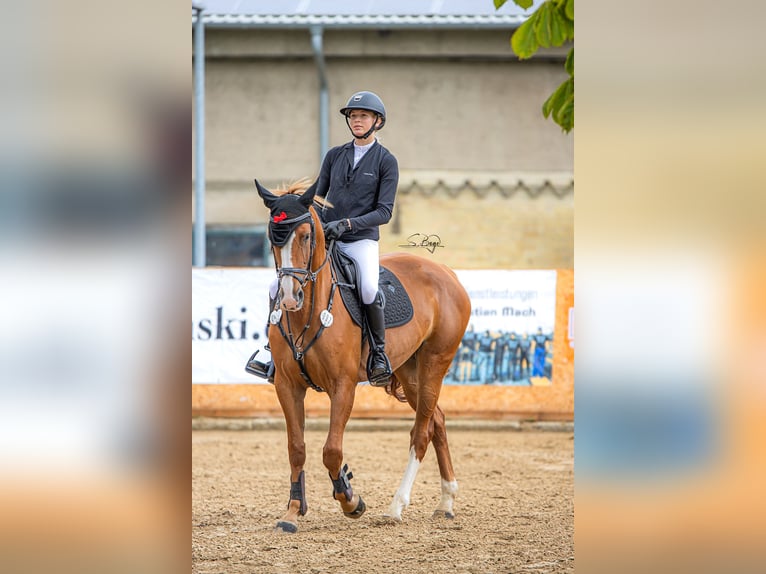 Oldenbourg Jument 5 Ans 164 cm Alezan in Hohen Wangelin