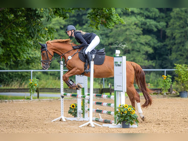 Oldenbourg Jument 5 Ans 164 cm Alezan in Hohen Wangelin