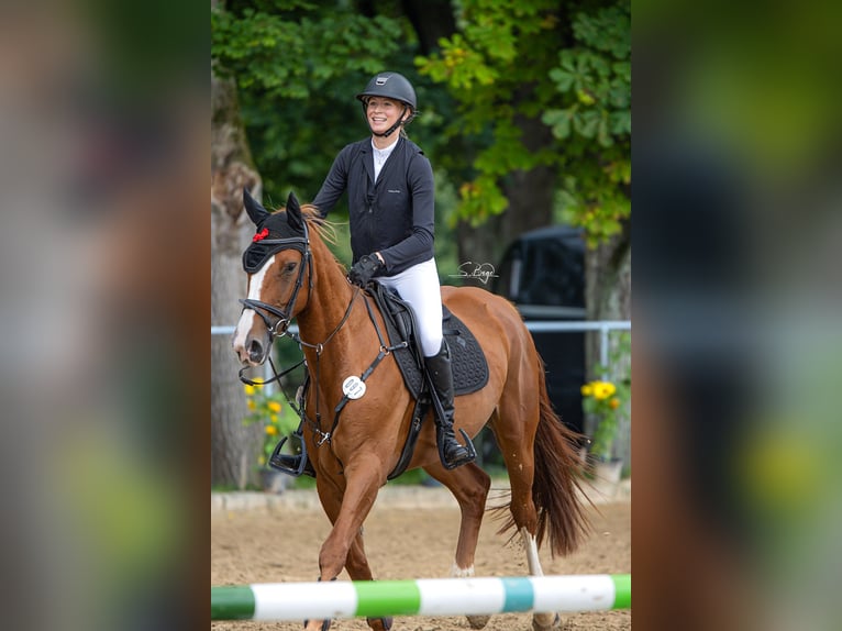 Oldenbourg Jument 5 Ans 164 cm Alezan in Hohen Wangelin