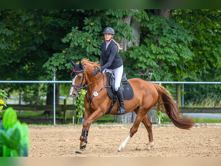 Oldenbourg Jument 5 Ans 164 cm Alezan in Hohen Wangelin