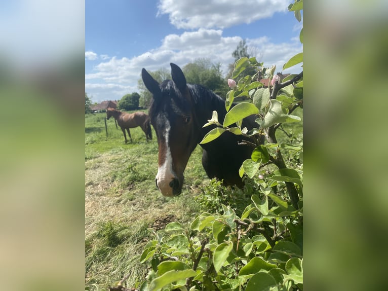 Oldenbourg Jument 5 Ans 164 cm Bai brun in Uetze