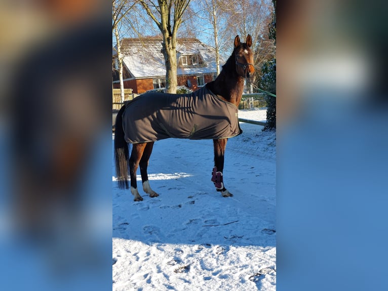 Oldenbourg Jument 5 Ans 164 cm Bai brun in Schwartow