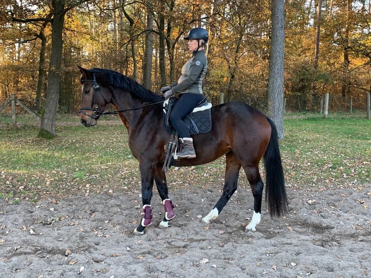 Oldenbourg Jument 5 Ans 164 cm Bai brun in Schwartow