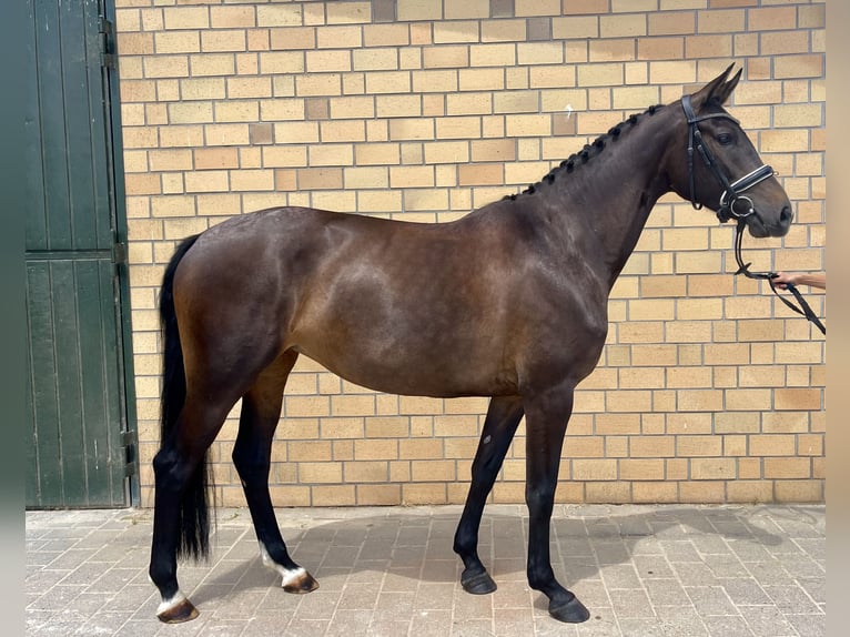 Oldenbourg Jument 5 Ans 164 cm Bai brun foncé in Hofheim am Taunus