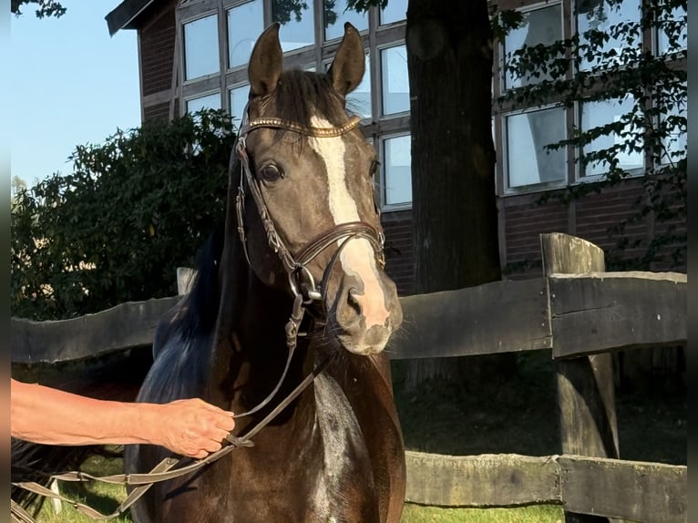 Oldenbourg Jument 5 Ans 164 cm Bai brun foncé in Bad Harzburg Westerode