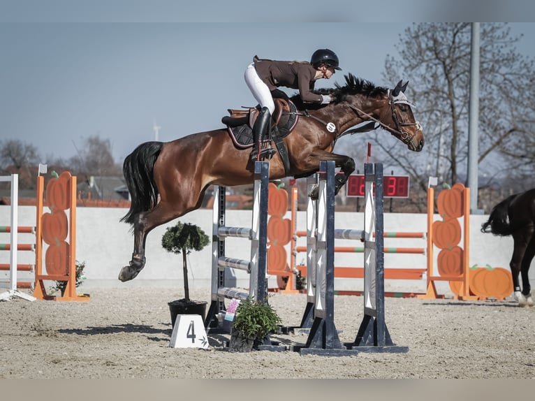 Oldenbourg Jument 5 Ans 164 cm Bai in Rauschwitz