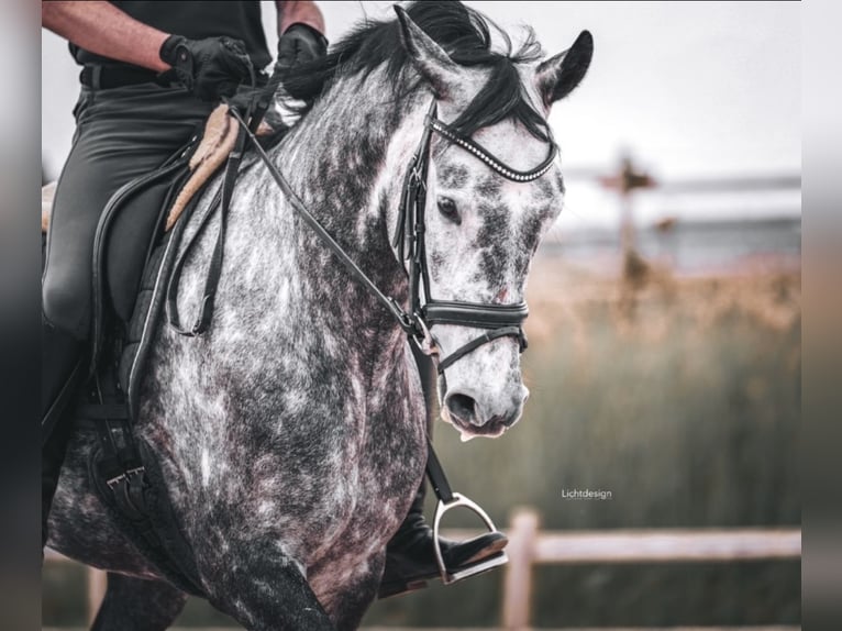 Oldenbourg Jument 5 Ans 164 cm Gris pommelé in Pulheim