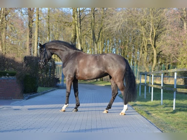 Oldenbourg Jument 5 Ans 164 cm Noir in Visbek