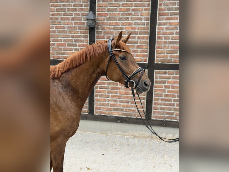 Oldenbourg Jument 5 Ans 165 cm Alezan in Heidesheim am Rhein