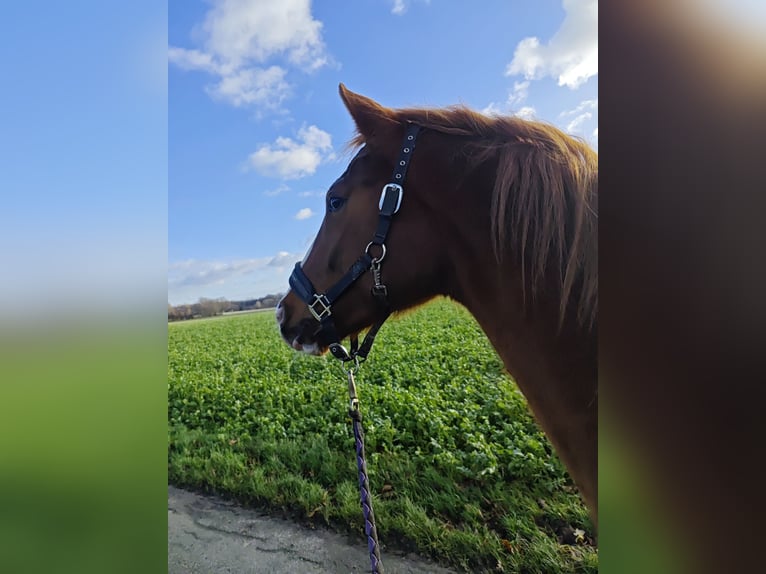 Oldenbourg Jument 5 Ans 165 cm Alezan in Straelen
