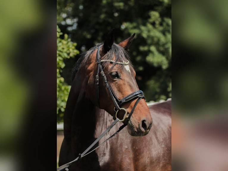 Oldenbourg Jument 5 Ans 165 cm Bai brun in Großbeeren