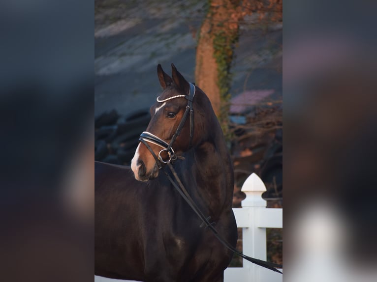 Oldenbourg Jument 5 Ans 165 cm Bai brun in Dätgen