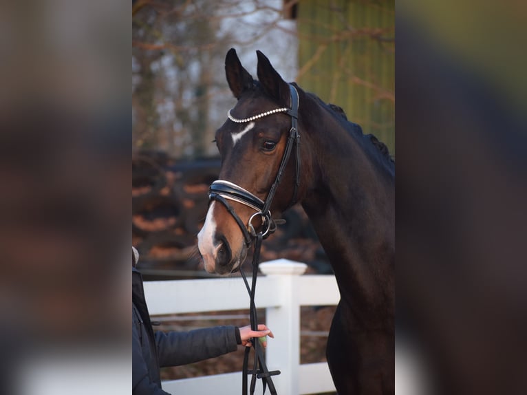 Oldenbourg Jument 5 Ans 165 cm Bai brun in Dätgen