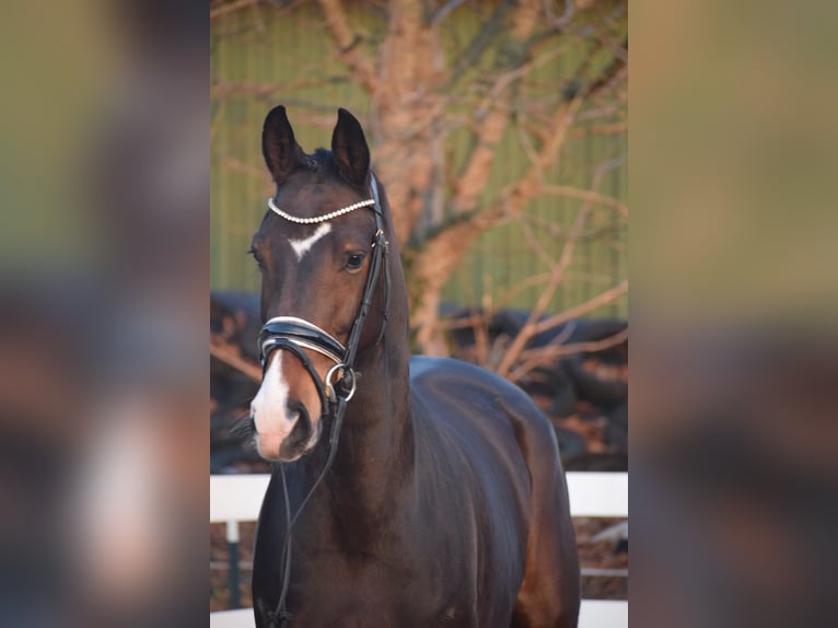 Oldenbourg Jument 5 Ans 165 cm Bai brun in Dätgen