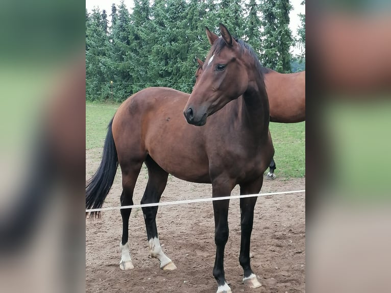 Oldenbourg Jument 5 Ans 165 cm Bai brun in Schwartow