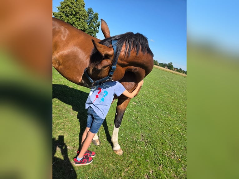 Oldenbourg Jument 5 Ans 165 cm Bai in Berumbur