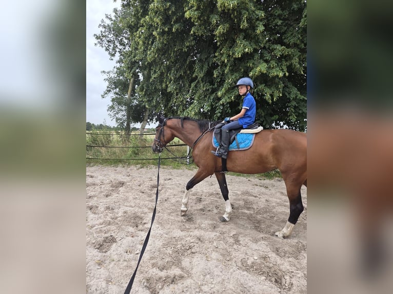 Oldenbourg Jument 5 Ans 165 cm Bai in Berumbur