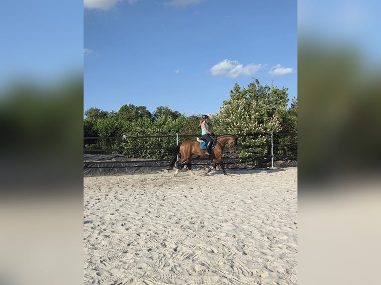 Oldenbourg Jument 5 Ans 165 cm Bai in Berumbur