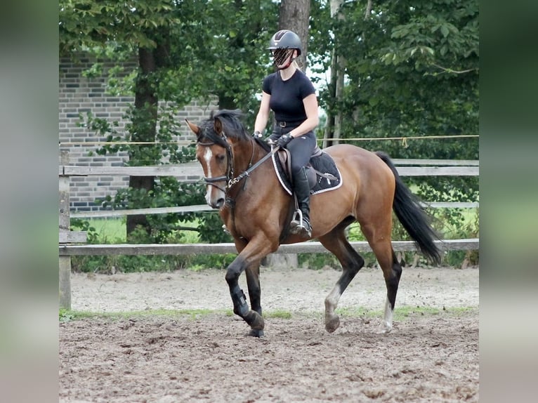 Oldenbourg Jument 5 Ans 165 cm Bai in Saterland