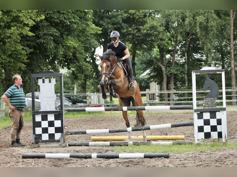 Oldenbourg Jument 5 Ans 165 cm Bai in Saterland