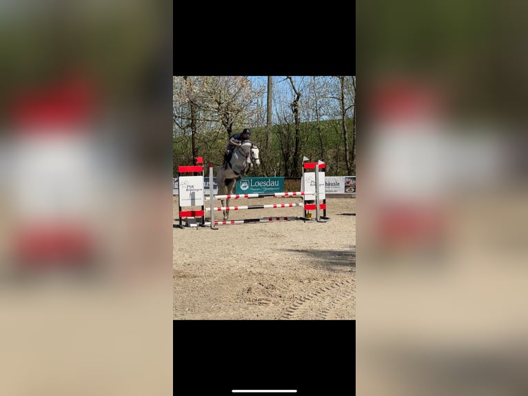 Oldenbourg Jument 5 Ans 165 cm Gris in Weil der Stadt