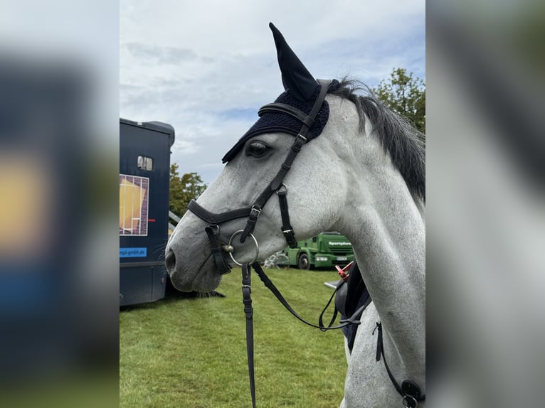 Oldenbourg Jument 5 Ans 165 cm Gris in Weil der Stadt