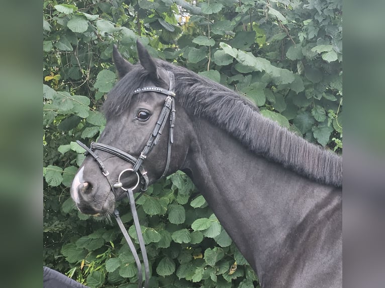 Oldenbourg Jument 5 Ans 165 cm Noir in Wachtendonk