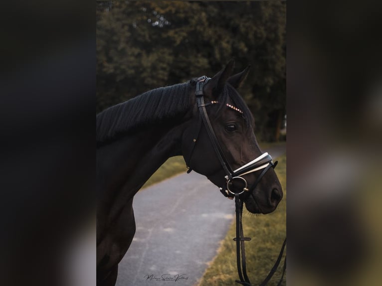 Oldenbourg Jument 5 Ans 165 cm Noir in Dorsten