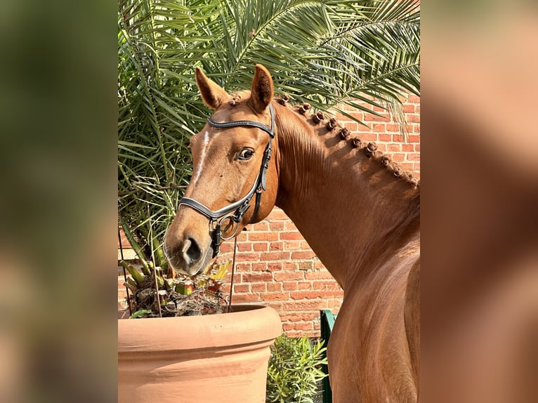Oldenbourg Jument 5 Ans 166 cm Alezan in Michaelisbruch