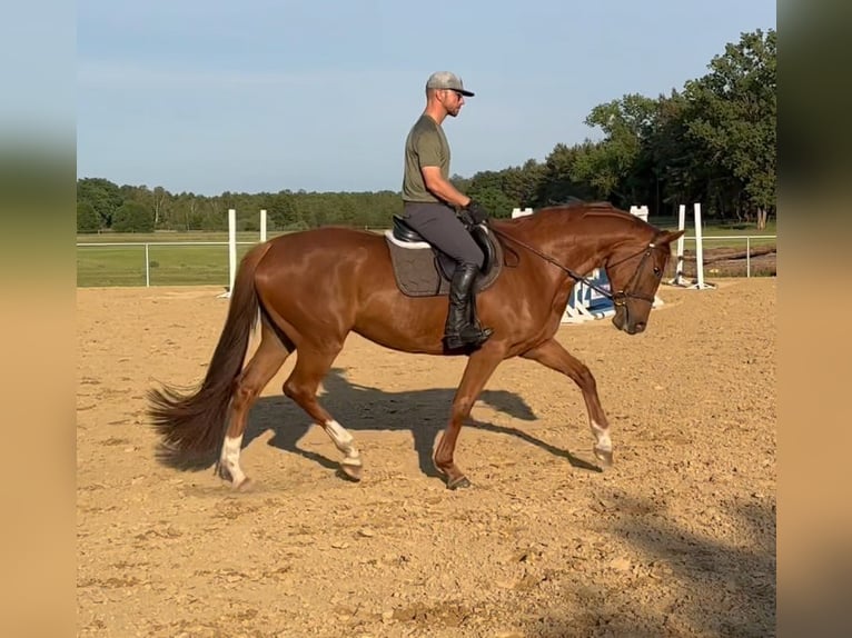 Oldenbourg Jument 5 Ans 166 cm Alezan in Michaelisbruch