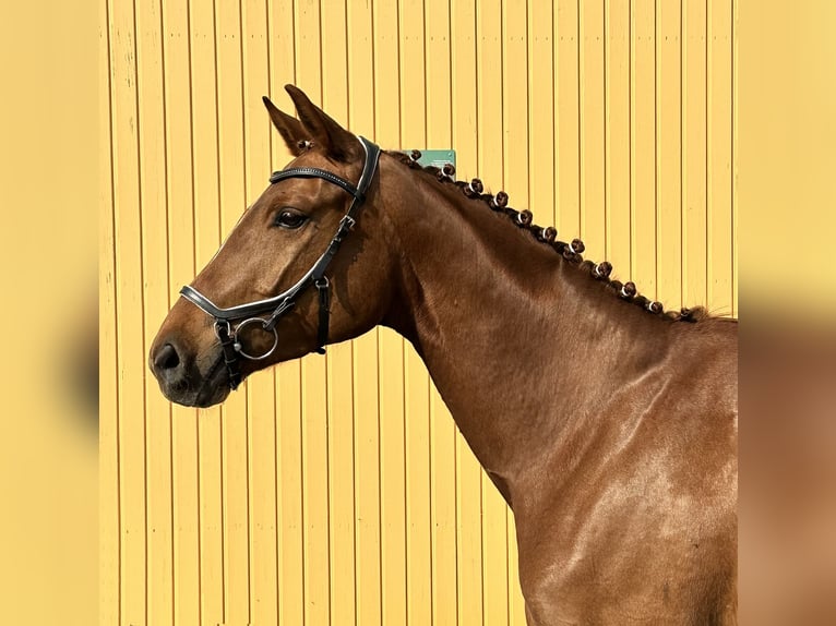 Oldenbourg Jument 5 Ans 166 cm Alezan in Michaelisbruch
