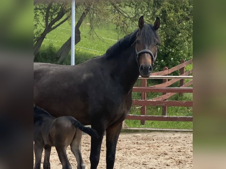 Oldenbourg Jument 5 Ans 166 cm Bai brun in Dingelstädt