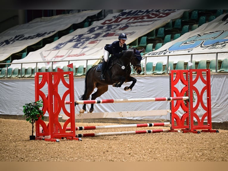 Oldenbourg Jument 5 Ans 166 cm Bai brun in Gerstetten