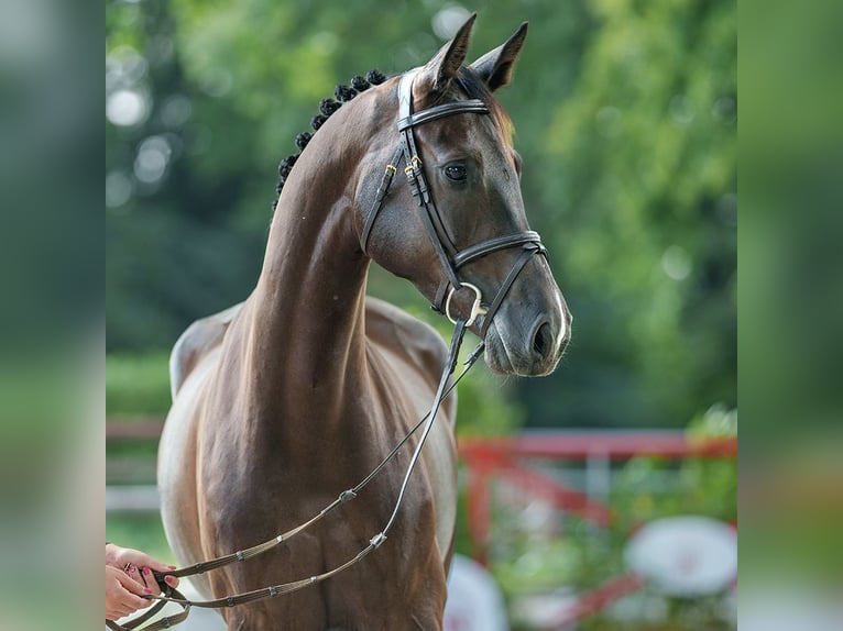 Oldenbourg Jument 5 Ans 166 cm Bai brun in Münster