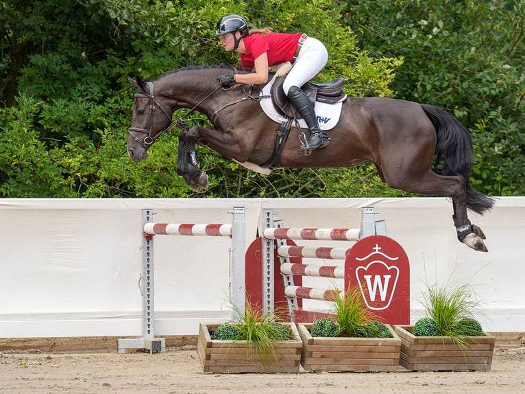 Oldenbourg Jument 5 Ans 166 cm Bai brun in Münster