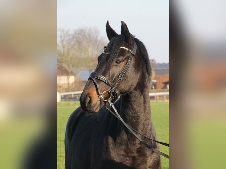 Oldenbourg Jument 5 Ans 166 cm Bai brun foncé in Damme