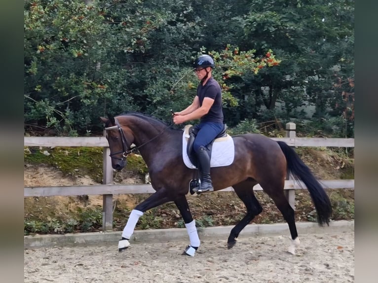 Oldenbourg Jument 5 Ans 166 cm Bai in Bramsche