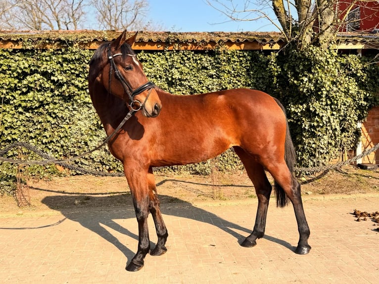 Oldenbourg Jument 5 Ans 166 cm Bai in Essen (Oldenburg)
