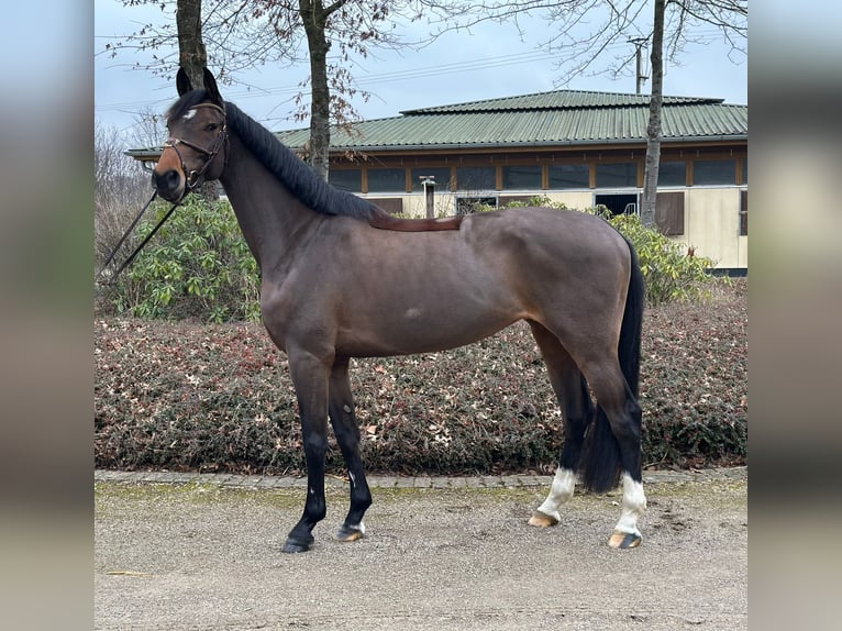Oldenbourg Jument 5 Ans 166 cm Bai in Sassenberg
