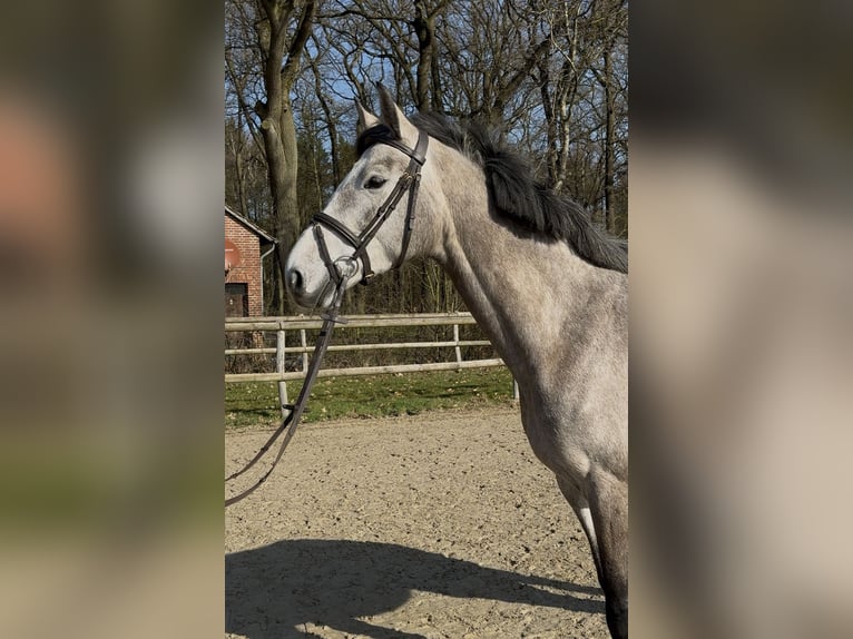 Oldenbourg Jument 5 Ans 166 cm Gris in Hoya