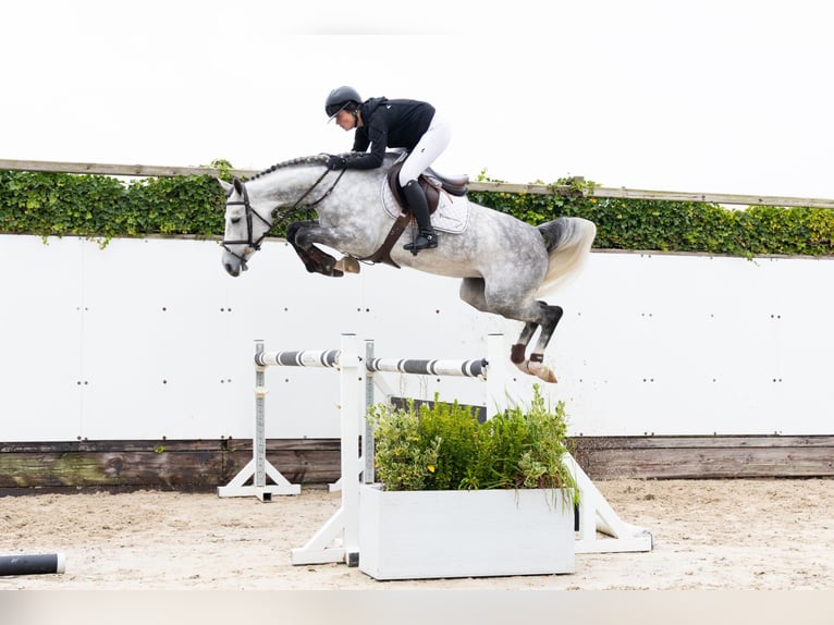 Oldenbourg Jument 5 Ans 166 cm Gris in Waddinxveen Oldenbourg Jument 5 Ans 166 cm Gris in Waddinxveen