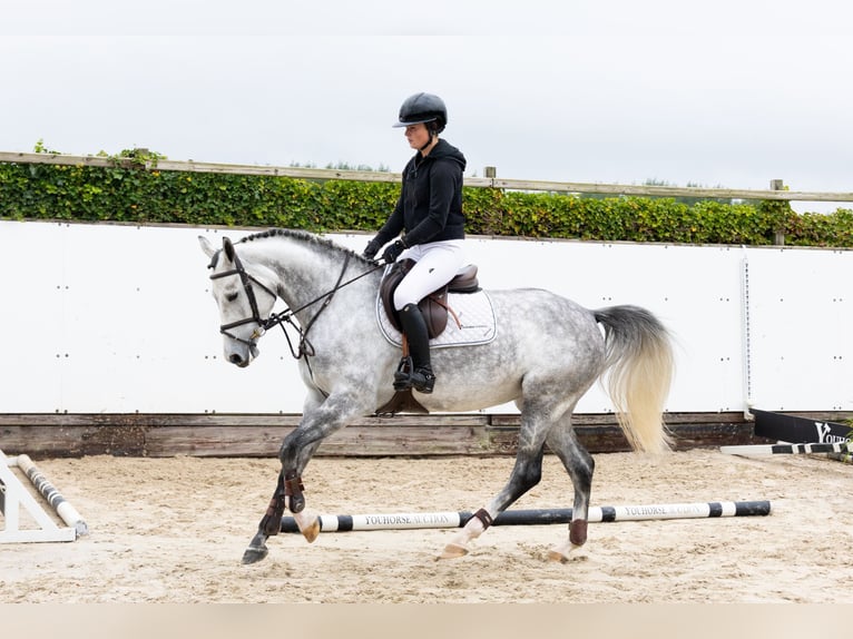 Oldenbourg Jument 5 Ans 166 cm Gris in Waddinxveen Oldenbourg Jument 5 Ans 166 cm Gris in Waddinxveen
