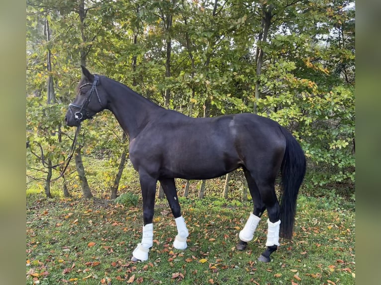 Oldenbourg Jument 5 Ans 166 cm Noir in Himberg