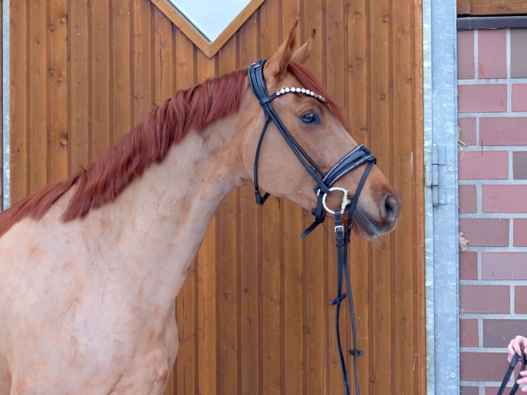 Oldenbourg Jument 5 Ans 167 cm Alezan in Drantum